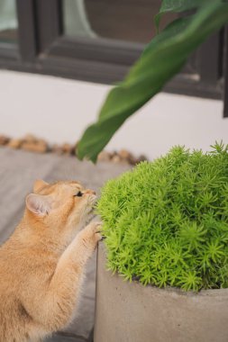 Kış tatili ve kedi konsepti ile İngiliz kedisi bahçe arka planıyla oynuyor