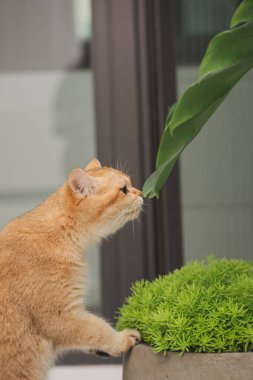 Kış tatili ve kedi konsepti ile İngiliz kedisi bahçe arka planıyla oynuyor