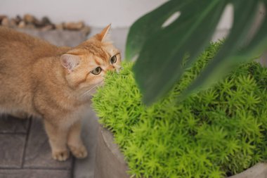 Kış tatili ve kedi konsepti ile İngiliz kedisi bahçe arka planıyla oynuyor