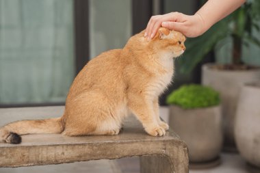 Kış tatili ve kedi konsepti ile İngiliz kedisi bahçe arka planıyla oynuyor