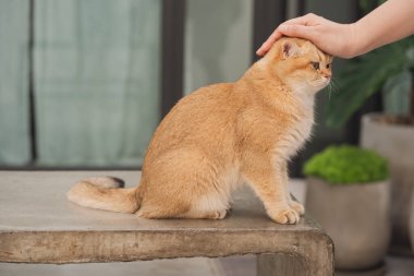Kış tatili ve kedi konsepti ile İngiliz kedisi bahçe arka planıyla oynuyor
