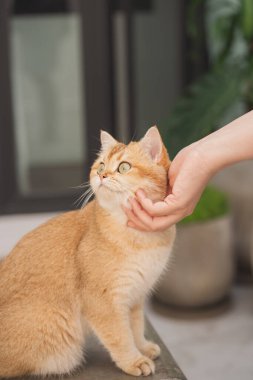 Kış tatili ve kedi konsepti ile İngiliz kedisi bahçe arka planıyla oynuyor