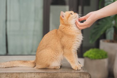 Kış tatili ve kedi konsepti ile İngiliz kedisi bahçe arka planıyla oynuyor