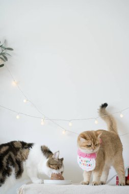 Uluslararası kedi günü konsepti. İki kedi masada yemek yiyor. Doğum günü partisi dekorasyonu geçmişi var.