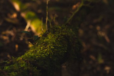 dağdaki tropikal ormanlarda yürüyüş ve insan aktiviteleri kavramı