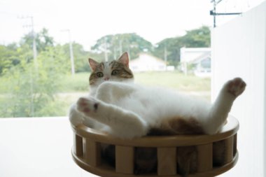 İskoç kedisiyle evcil hayvan bakımı konsepti rahatlayın ve oturma odasındaki masa sahibiyle oynayın.