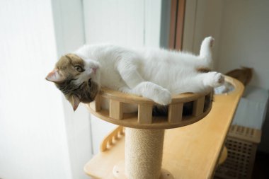 İskoç kedisiyle evcil hayvan bakımı konsepti rahatlayın ve oturma odasındaki masa sahibiyle oynayın.