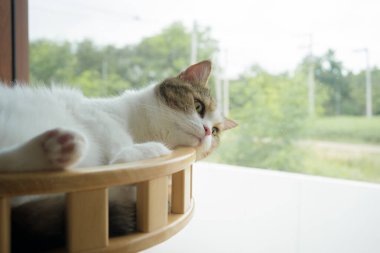 İskoç kedisiyle evcil hayvan bakımı konsepti rahatlayın ve oturma odasındaki masa sahibiyle oynayın.