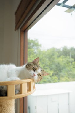 İskoç kedisiyle evcil hayvan bakımı konsepti rahatlayın ve oturma odasındaki masa sahibiyle oynayın.