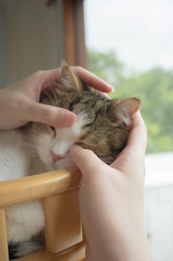İskoç kedisiyle evcil hayvan bakımı konsepti rahatlayın ve oturma odasındaki masa sahibiyle oynayın.