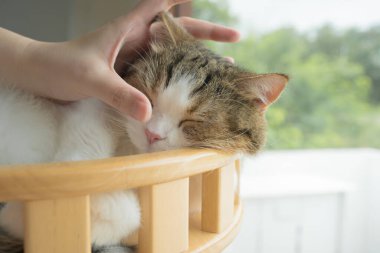 İskoç kedisiyle evcil hayvan bakımı konsepti rahatlayın ve oturma odasındaki masa sahibiyle oynayın.