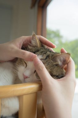 İskoç kedisiyle evcil hayvan bakımı konsepti rahatlayın ve oturma odasındaki masa sahibiyle oynayın.