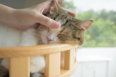 İskoç kedisiyle evcil hayvan bakımı konsepti rahatlayın ve oturma odasındaki masa sahibiyle oynayın.