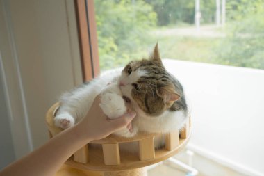 İskoç kedisiyle evcil hayvan bakımı konsepti rahatlayın ve oturma odasındaki masa sahibiyle oynayın.