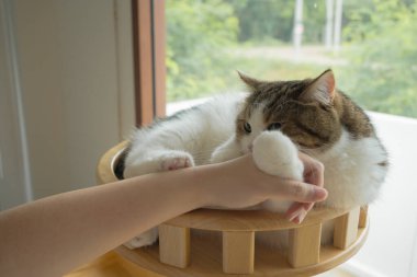 İskoç kedisiyle evcil hayvan bakımı konsepti rahatlayın ve oturma odasındaki masa sahibiyle oynayın.