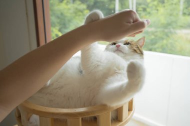 İskoç kedisiyle evcil hayvan bakımı konsepti rahatlayın ve oturma odasındaki masa sahibiyle oynayın.