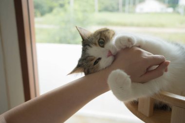 İskoç kedisiyle evcil hayvan bakımı konsepti rahatlayın ve oturma odasındaki masa sahibiyle oynayın.