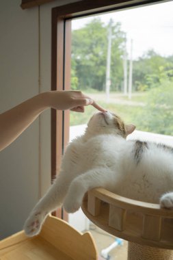 İskoç kedisiyle evcil hayvan bakımı konsepti rahatlayın ve oturma odasındaki masa sahibiyle oynayın.