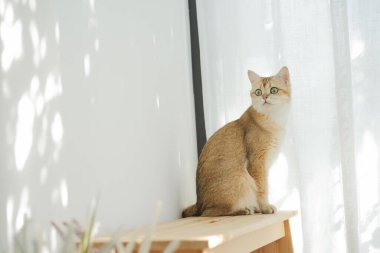 İngiliz kedisiyle evcil hayvan bakımı konsepti rahatla ve oturma odasında oyna