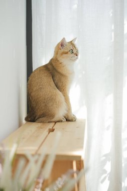 İngiliz kedisiyle evcil hayvan bakımı konsepti rahatla ve oturma odasında oyna