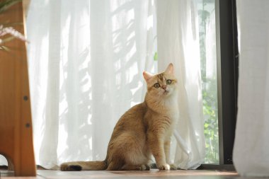 İngiliz kedisiyle evcil hayvan bakımı konsepti rahatla ve oturma odasında oyna