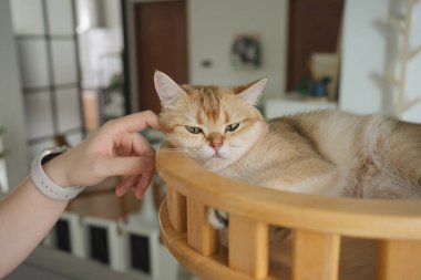 Kedi konseptiyle mutlu olan İngiliz kedisi modern ev dekorasyonu geçmişi olan kedi eviyle oynuyor.