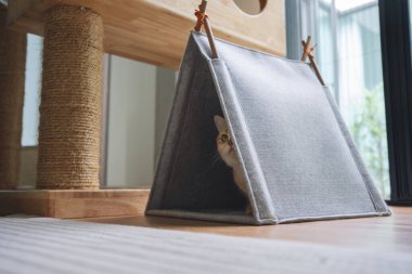 Kedi konseptiyle mutlu olan İngiliz kedisi modern ev dekorasyonu geçmişi olan kedi eviyle oynuyor.