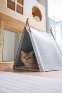 Kedi konseptiyle mutlu olan İngiliz kedisi modern ev dekorasyonu geçmişi olan kedi eviyle oynuyor.