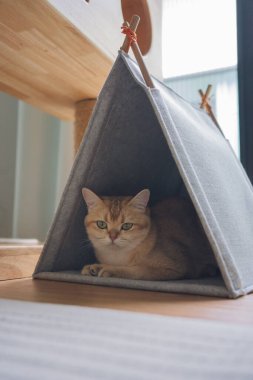 Kedi konseptiyle mutlu olan İngiliz kedisi modern ev dekorasyonu geçmişi olan kedi eviyle oynuyor.