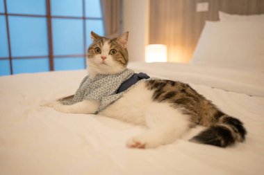 İskoç kedisiyle seyahat konsepti Japon tarzı kumaş giyer.