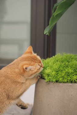 Kış tatili ve kedi konsepti ile İngiliz kedisi bahçe arka planıyla oynuyor
