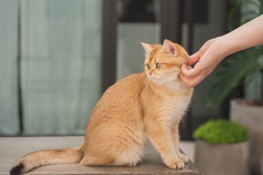 Kış tatili ve kedi konsepti ile İngiliz kedisi bahçe arka planıyla oynuyor