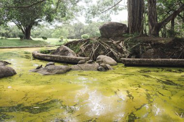 Yaz mevsiminde parkta ağaçla sağlık konsepti