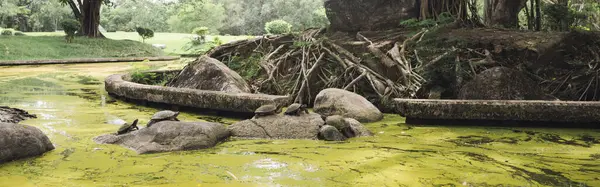 Yaz mevsiminde parkta ağaçla sağlık konsepti