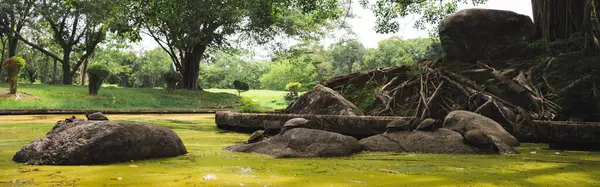Yaz mevsiminde parkta ağaçla sağlık konsepti