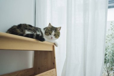 Evcil hayvan bakımı konsepti İskoç kedisiyle oturma odasında uyur. Pencerede yağmur damlası olur.