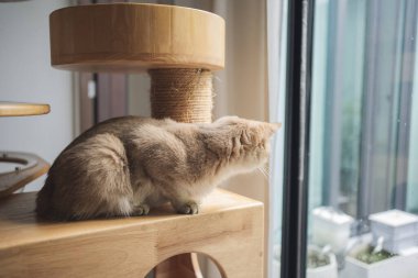 İngiliz kedisiyle evcil hayvan bakımı konsepti oturma odasında uyur