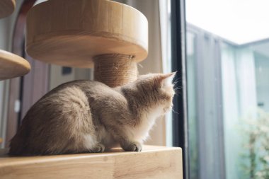 İngiliz kedisiyle evcil hayvan bakımı konsepti oturma odasında uyur