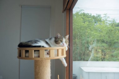 Evcil hayvan bakımı konsepti oyun ve İskoç kedisiyle mutluluk hissi oturma odasındaki pencereye düşen yağmuru görüyor