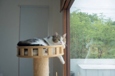 Evcil hayvan bakımı konsepti oyun ve İskoç kedisiyle mutluluk hissi oturma odasındaki pencereye düşen yağmuru görüyor