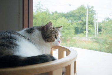 Evcil hayvan bakımı konsepti oyun ve İskoç kedisiyle mutluluk hissi oturma odasındaki pencereye düşen yağmuru görüyor