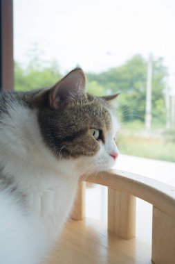 Evcil hayvan bakımı konsepti oyun ve İskoç kedisiyle mutluluk hissi oturma odasındaki pencereye düşen yağmuru görüyor