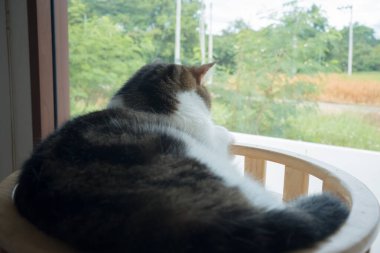 Evcil hayvan bakımı konsepti oyun ve İskoç kedisiyle mutluluk hissi oturma odasındaki pencereye düşen yağmuru görüyor