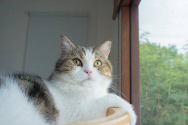 Evcil hayvan bakımı konsepti oyun ve İskoç kedisiyle mutluluk hissi oturma odasındaki pencereye düşen yağmuru görüyor