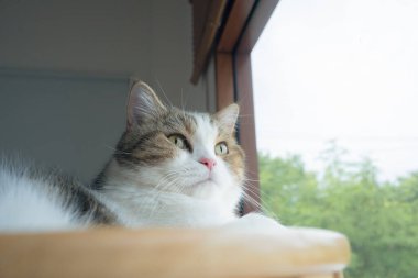 Evcil hayvan bakımı konsepti oyun ve İskoç kedisiyle mutluluk hissi oturma odasındaki pencereye düşen yağmuru görüyor