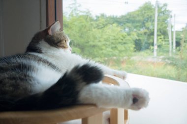 Evcil hayvan bakımı konsepti oyun ve İskoç kedisiyle mutluluk hissi oturma odasındaki pencereye düşen yağmuru görüyor