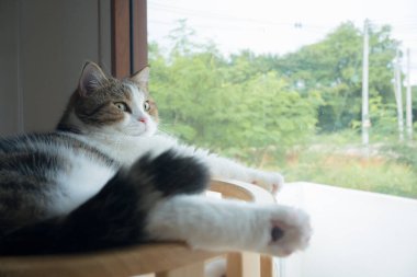 Evcil hayvan bakımı konsepti oyun ve İskoç kedisiyle mutluluk hissi oturma odasındaki pencereye düşen yağmuru görüyor