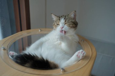 Evcil hayvan bakımı konsepti oyun ve İskoç kedisiyle mutluluk hissi oturma odasındaki pencereye düşen yağmuru görüyor