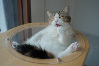 Evcil hayvan bakımı konsepti oyun ve İskoç kedisiyle mutluluk hissi oturma odasındaki pencereye düşen yağmuru görüyor