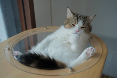 Evcil hayvan bakımı konsepti oyun ve İskoç kedisiyle mutluluk hissi oturma odasındaki pencereye düşen yağmuru görüyor